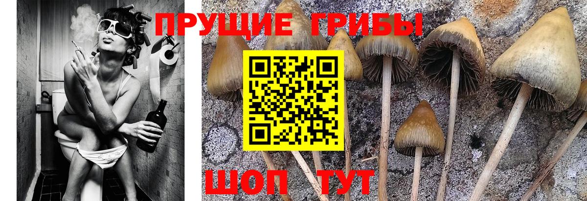 Галлюциногенные грибы GOLDEN TEACHER Владивосток